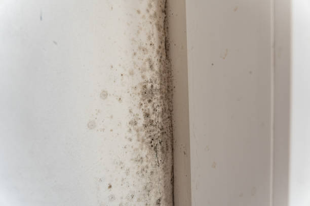 Best Air Quality Testing for Mold Spores  in Center, TX